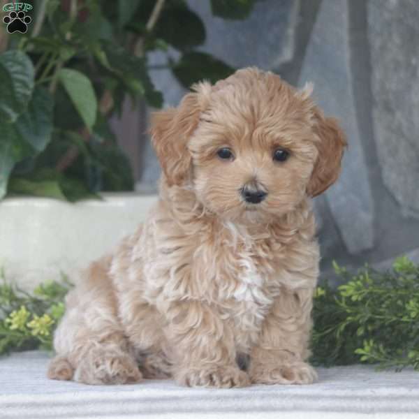 Teddy, Maltipoo Puppy